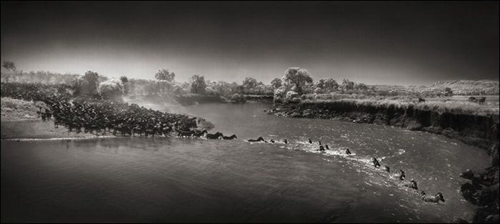 Black and white wildlife photography by Nick Brandt