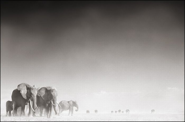 Black and white wildlife photography by Nick Brandt