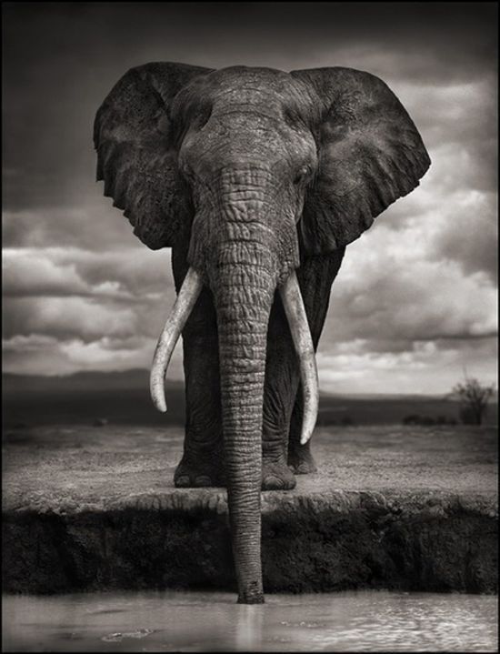 Black and white wildlife photography by Nick Brandt