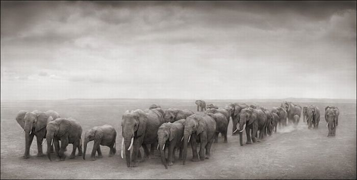 Black and white wildlife photography by Nick Brandt