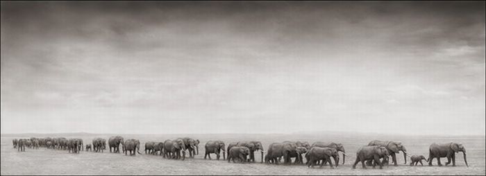 Black and white wildlife photography by Nick Brandt