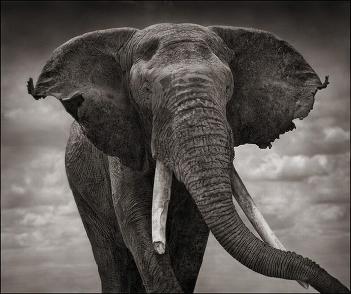 Black and white wildlife photography by Nick Brandt