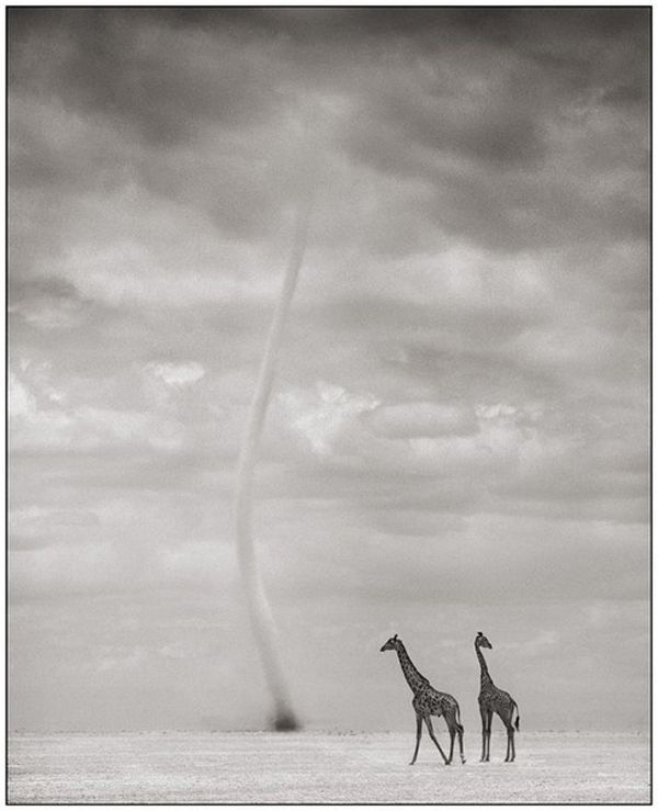 Black and white wildlife photography by Nick Brandt