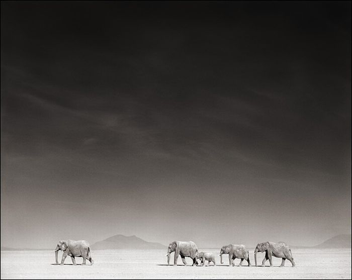 Black and white wildlife photography by Nick Brandt