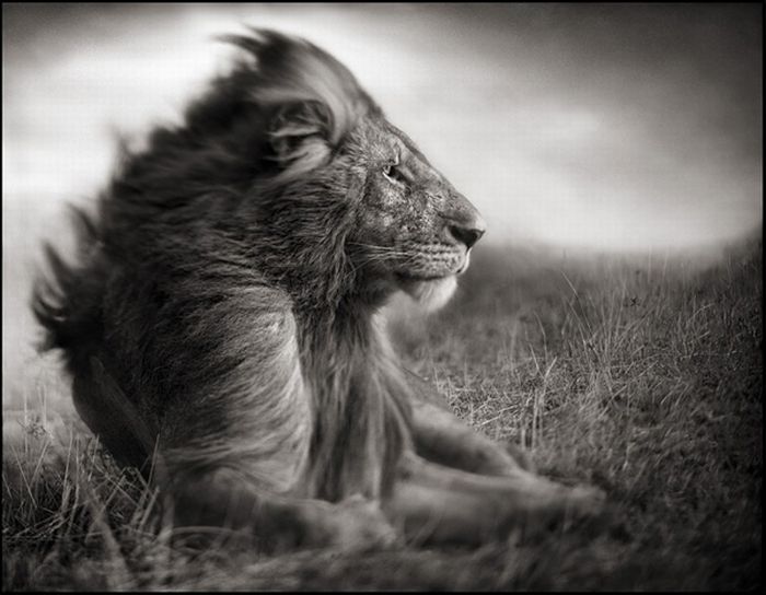 Black and white wildlife photography by Nick Brandt