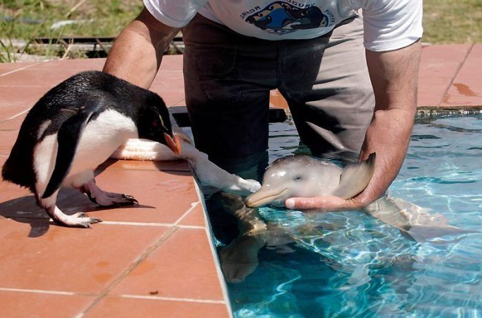 10 day old orphan dolphin, Montevideo, Uruguay