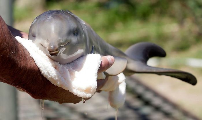 10 day old orphan dolphin, Montevideo, Uruguay