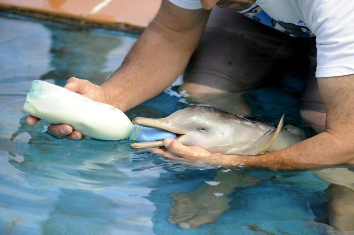 10 day old orphan dolphin, Montevideo, Uruguay