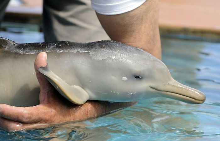 10 day old orphan dolphin, Montevideo, Uruguay