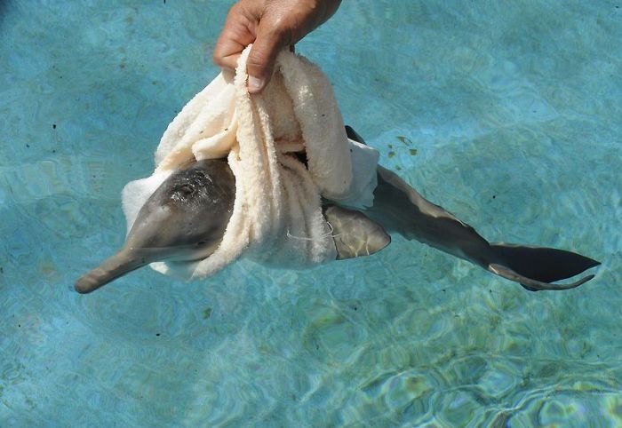 10 day old orphan dolphin, Montevideo, Uruguay