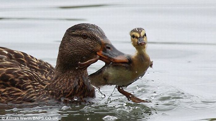 duck teaches little duckling a lesson