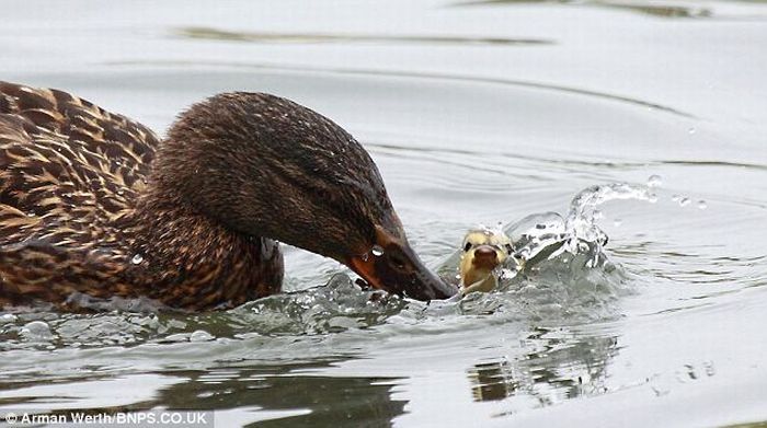 duck teaches little duckling a lesson