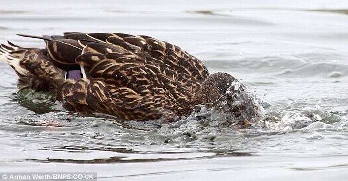 duck teaches little duckling a lesson