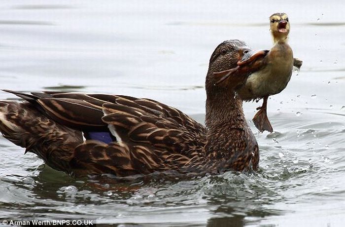 duck teaches little duckling a lesson