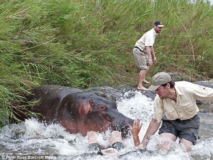 Hungry hippo almost eats a veterinarian, South Africa