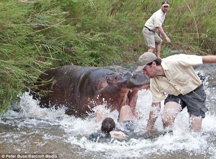 Hungry hippo almost eats a veterinarian, South Africa