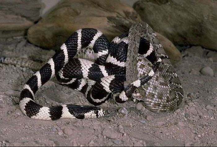 california kingsnake fight agains a rattlesnake