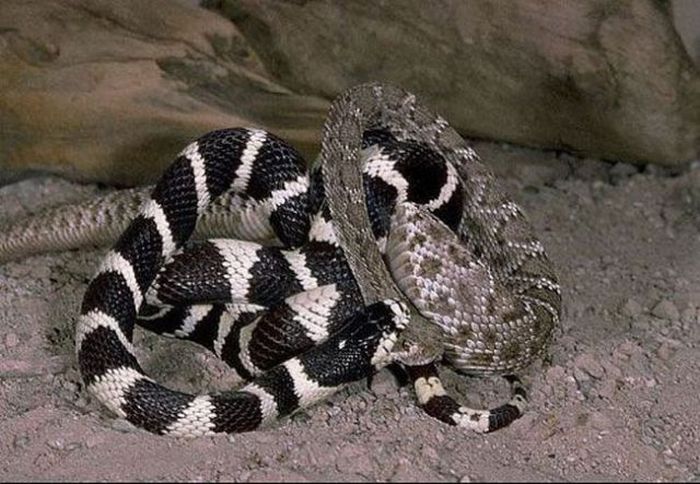 california kingsnake fight agains a rattlesnake