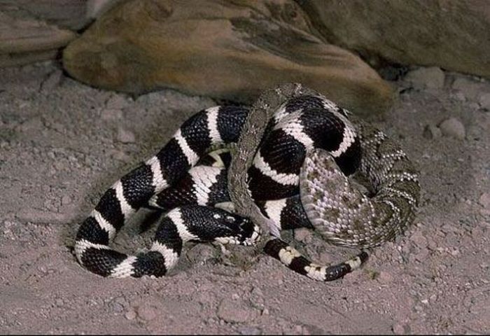 california kingsnake fight agains a rattlesnake