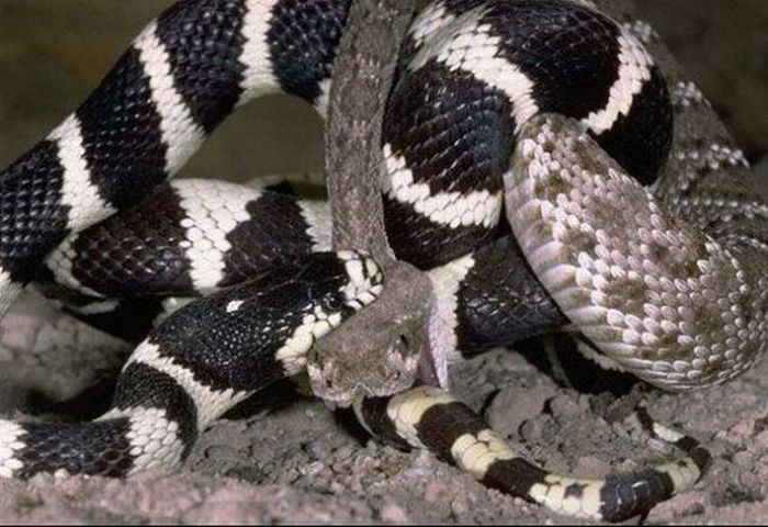 california kingsnake fight agains a rattlesnake