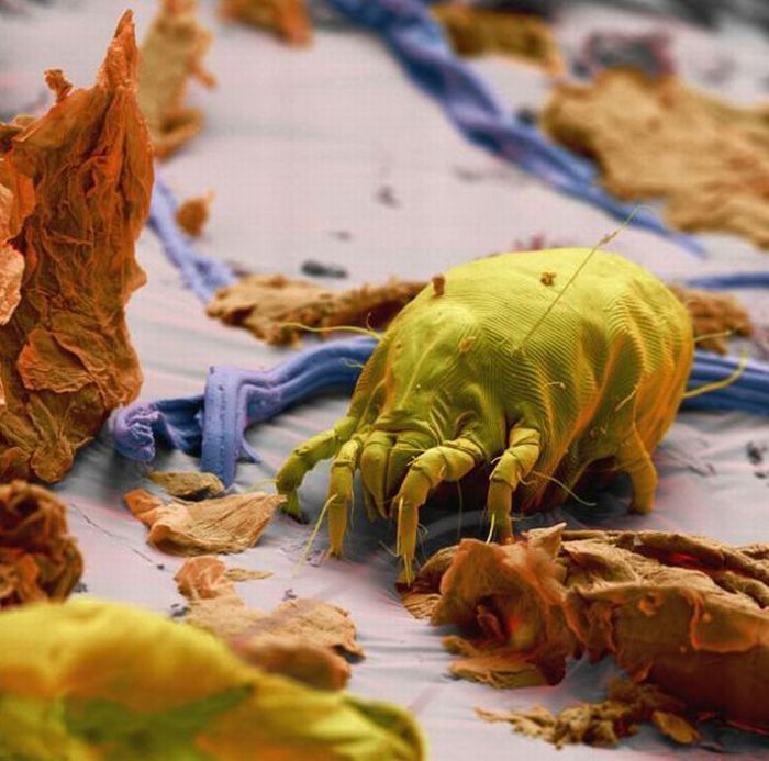 house dust mite