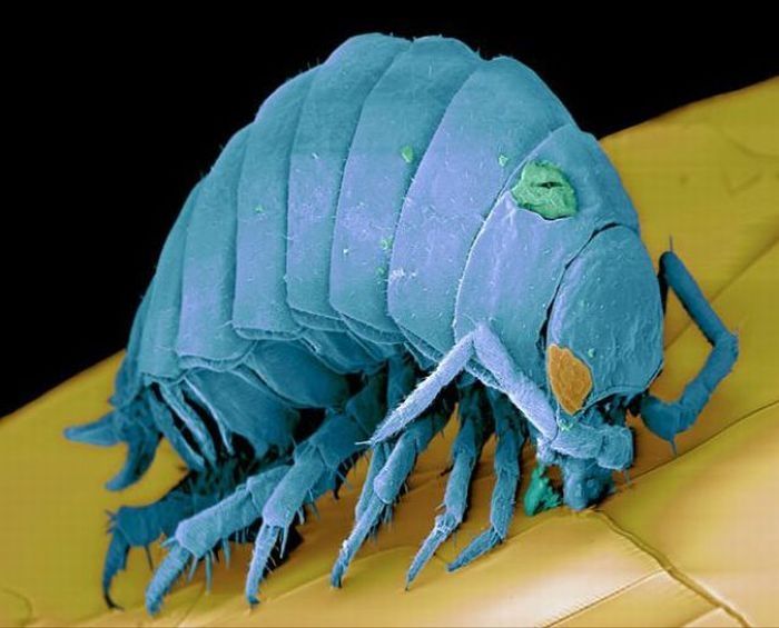 house dust mite