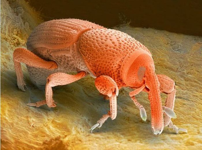 house dust mite