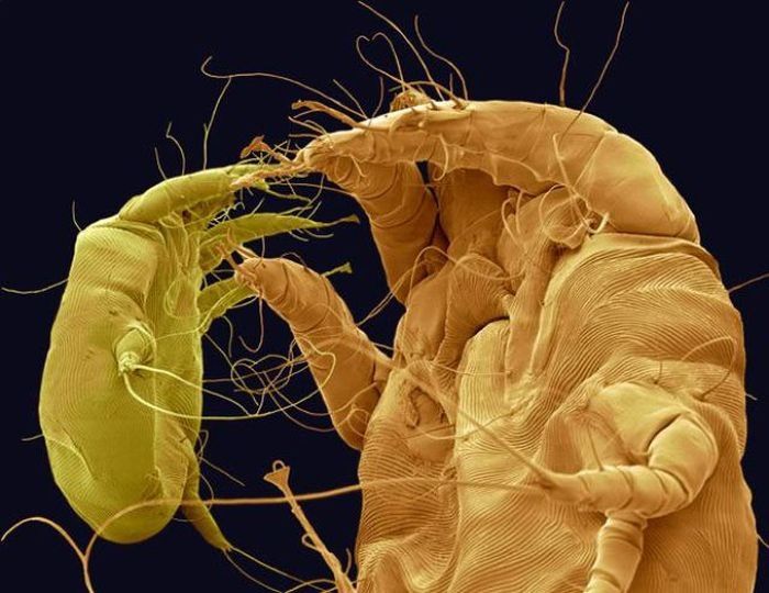 house dust mite