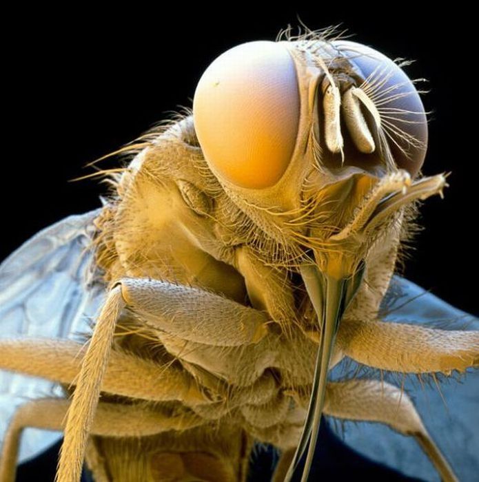 house dust mite