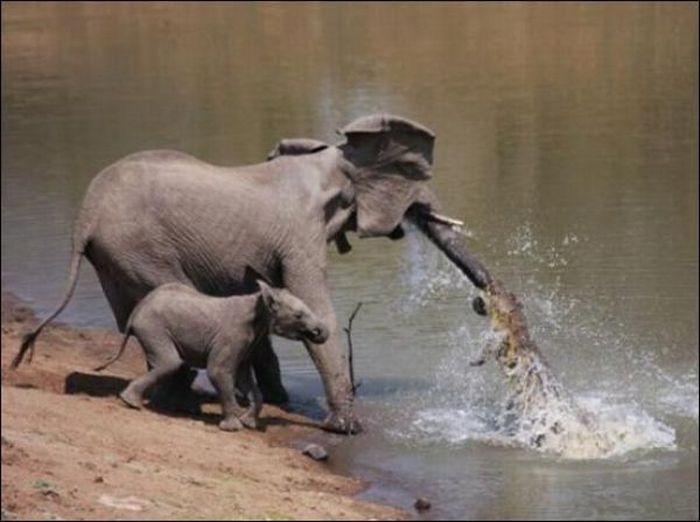 crocodile attacked an elephant