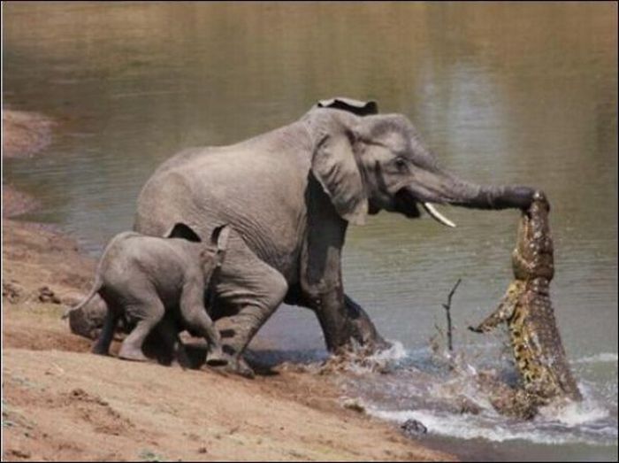 crocodile attacked an elephant
