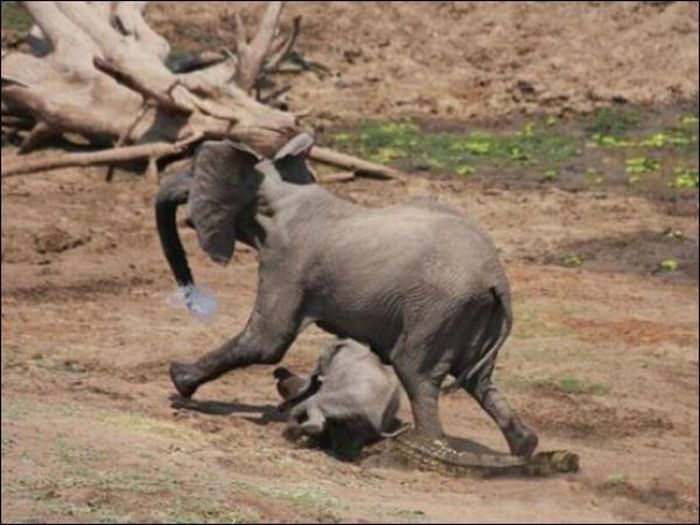 crocodile attacked an elephant