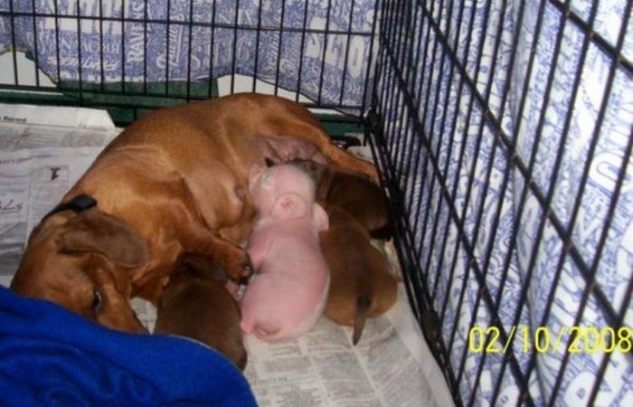 dachshund adopts a little pig