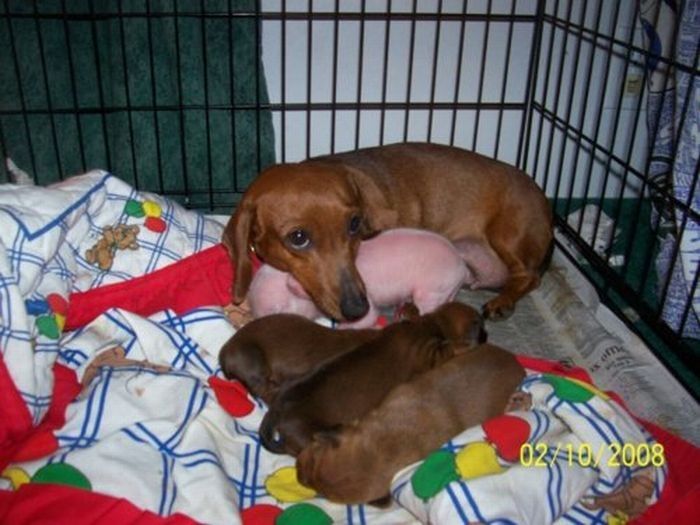 dachshund adopts a little pig