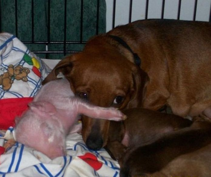 dachshund adopts a little pig