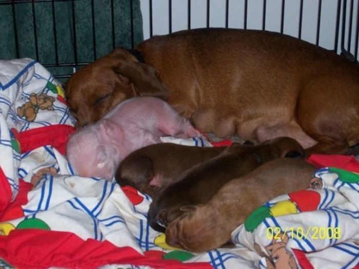 dachshund adopts a little pig