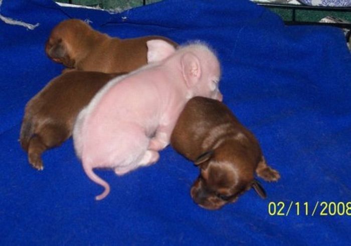 dachshund adopts a little pig