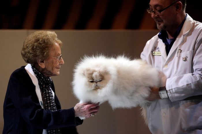 the supreme cat show