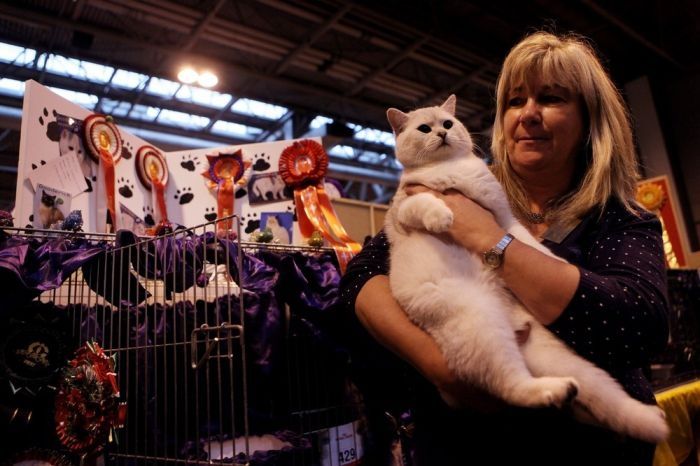 the supreme cat show