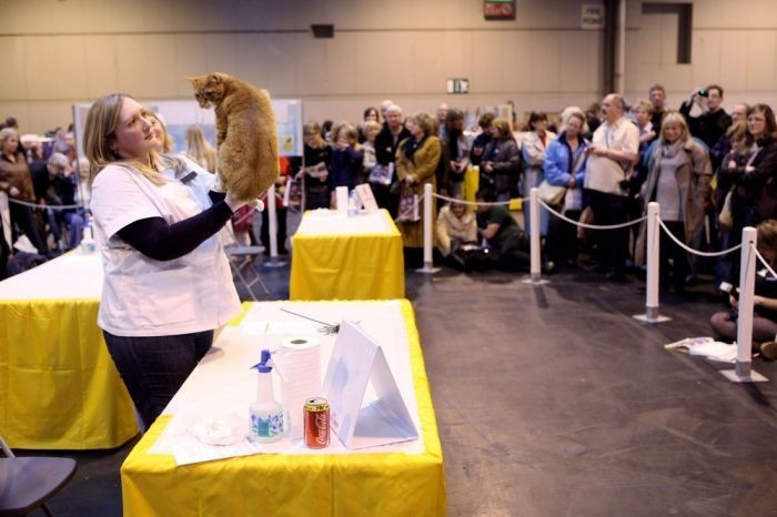 the supreme cat show