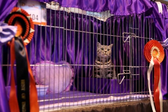 the supreme cat show