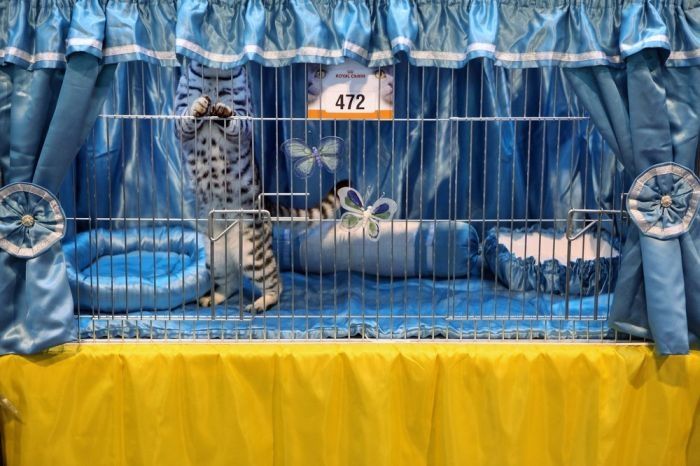 the supreme cat show