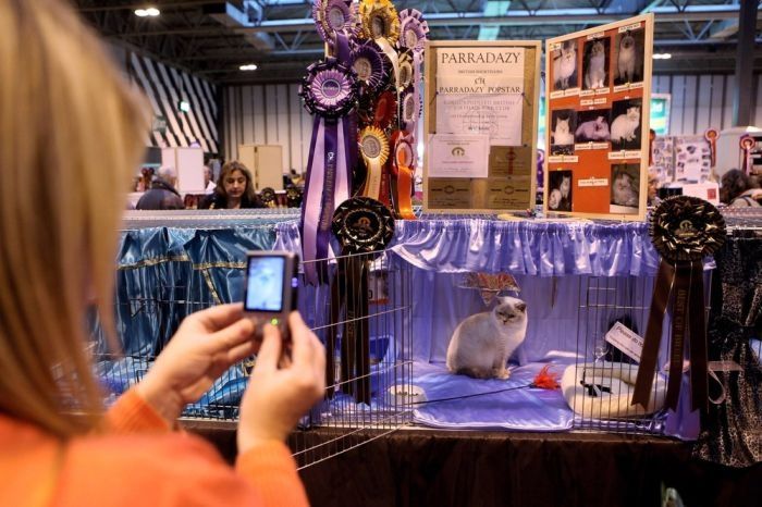 the supreme cat show