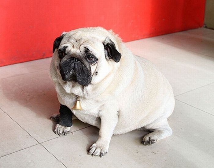 world's fattest pug