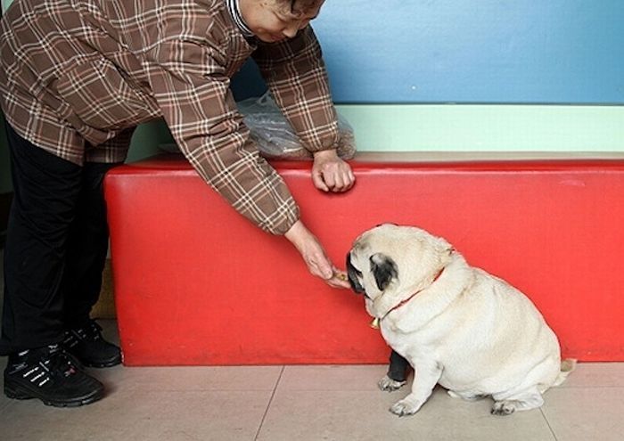 world's fattest pug