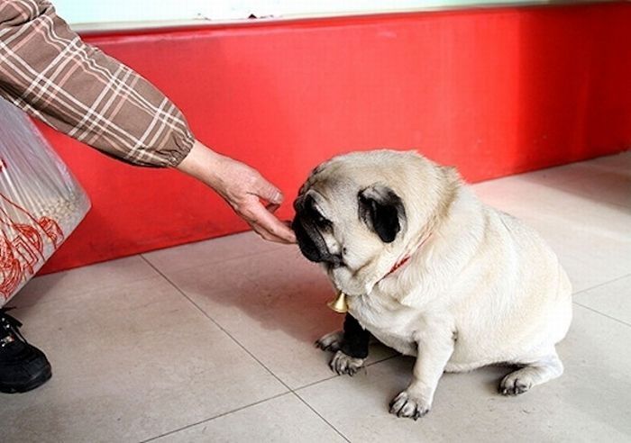 world's fattest pug