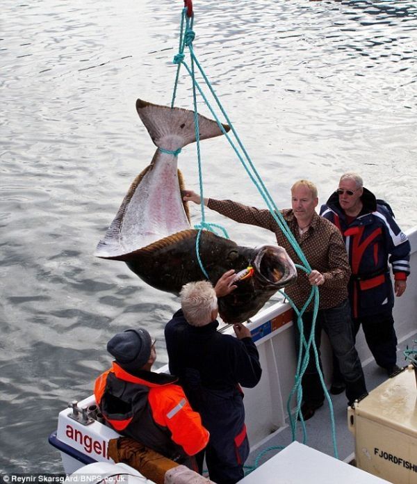 Giant halibut, Iceland's Western Fjords