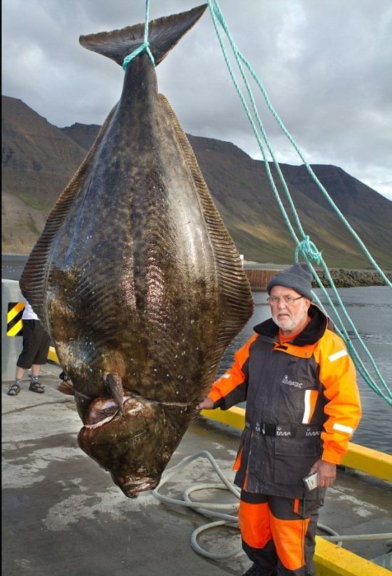 Giant halibut, Iceland's Western Fjords