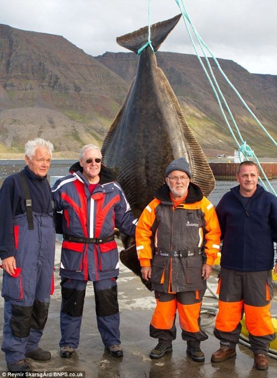 Giant halibut, Iceland's Western Fjords