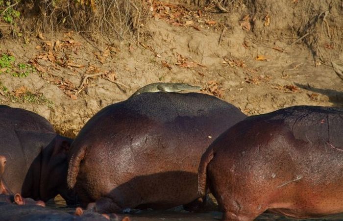 Crocodile takes a hippo ride, Luwego River near Lukula, Tanzania